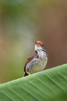 Krejcirik sedy - Orthotomus ruficeps - Ashy Tailorbird o9652